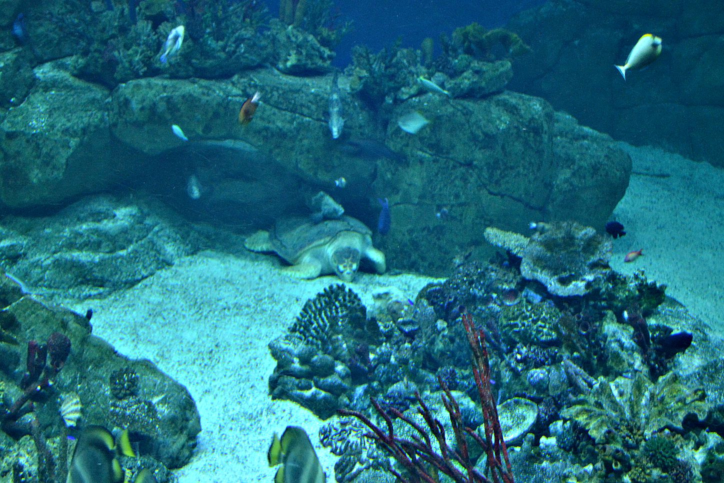 A Visit To The National Marine Aquarium Plymouth Tin Box Traveller Snorkel The Turtle In Great Barrier Reef Tank At National Marine Aquarium Plymouth