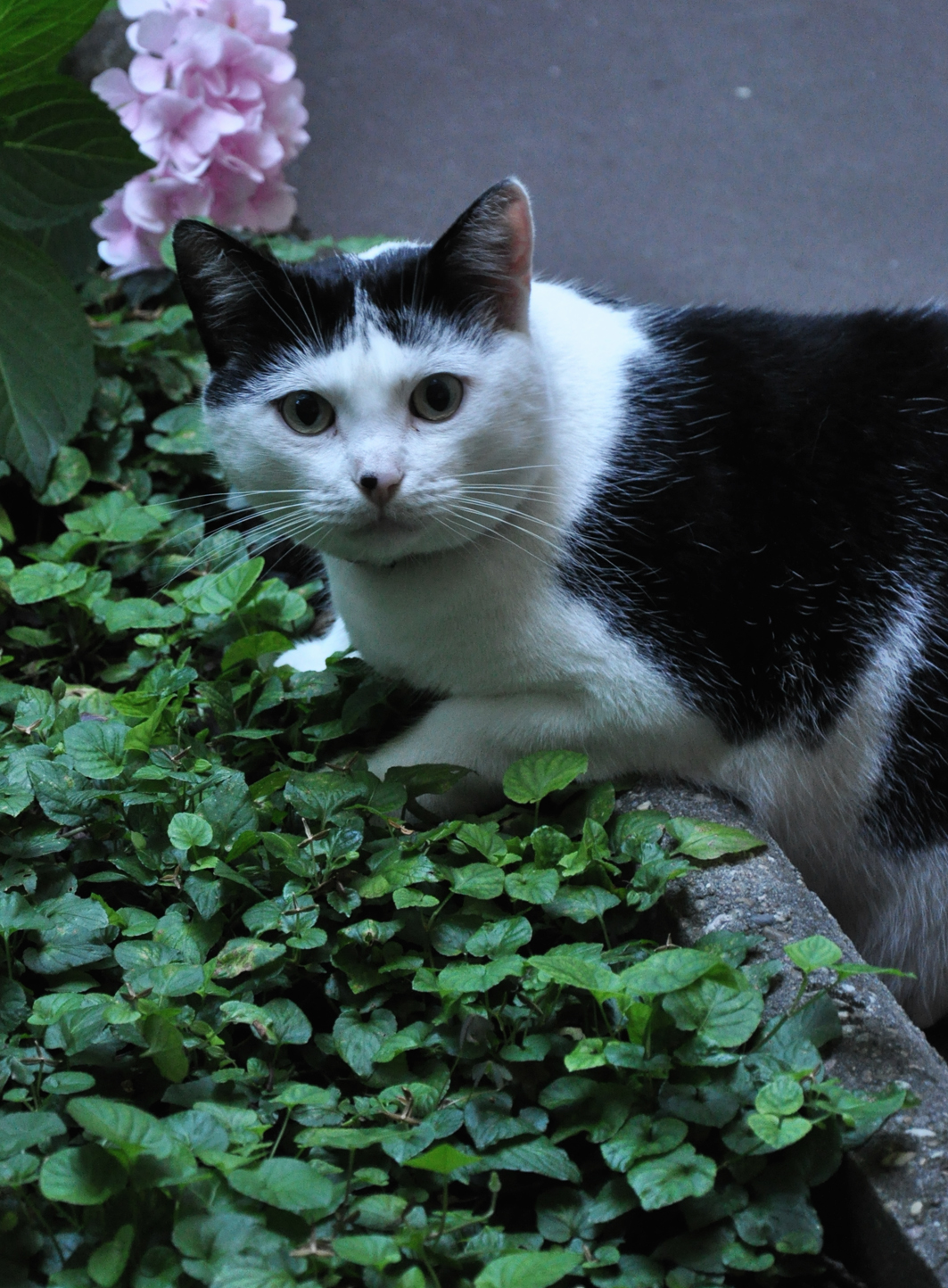 Internationaler Katzentag 2012 › Haustierimpfung mit Verstand