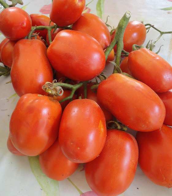 TOMATES DE PERA EN RAMA.