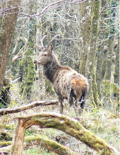 Killarney National Park