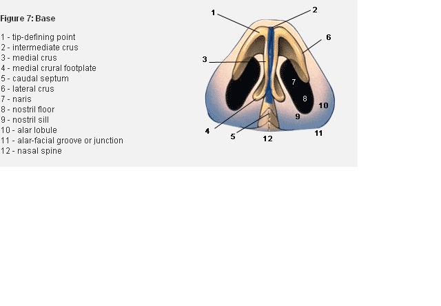 Nose Revision Surgery and Surgeons: June 2011