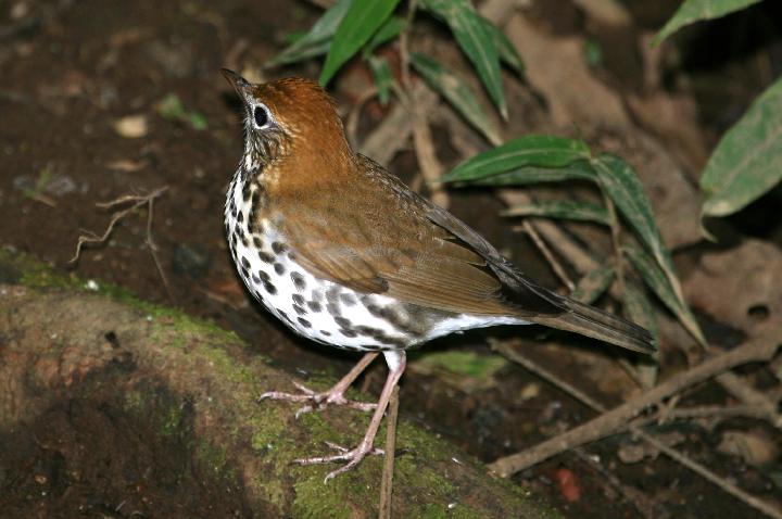 Birds: Wood Thrush