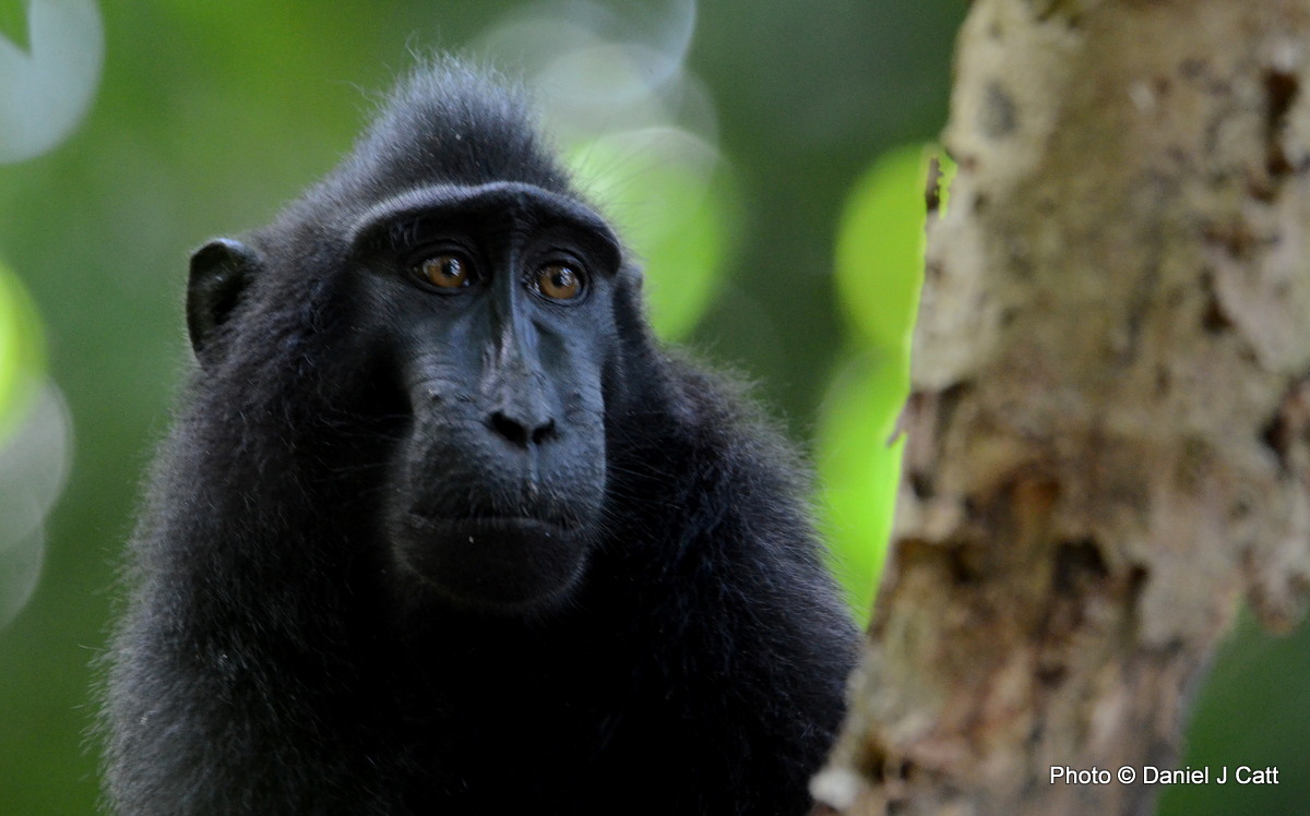Sulawesi Crested Macaque