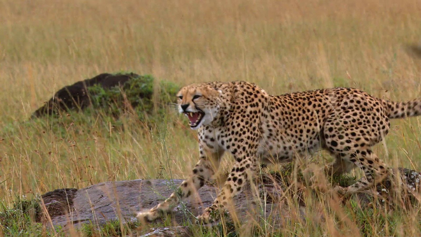 Wildlife of the World: Cheetah Wallpapers Desktop 2012