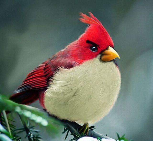 Angry Birds Real