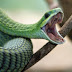 Boomslang Venom Makes Your Body Bleed Everywhere!