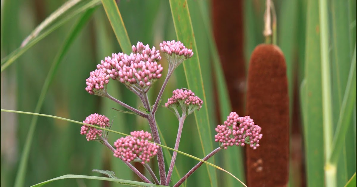 Through Carol's Lens Michigan Wildflowers in July