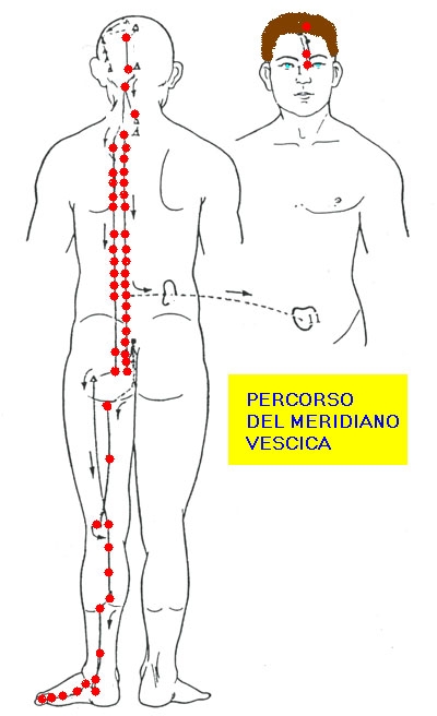 Medicina Energetica Agopuntura E Omeopatia Meridiano Principale Di Tsou Tae Yang Vescica