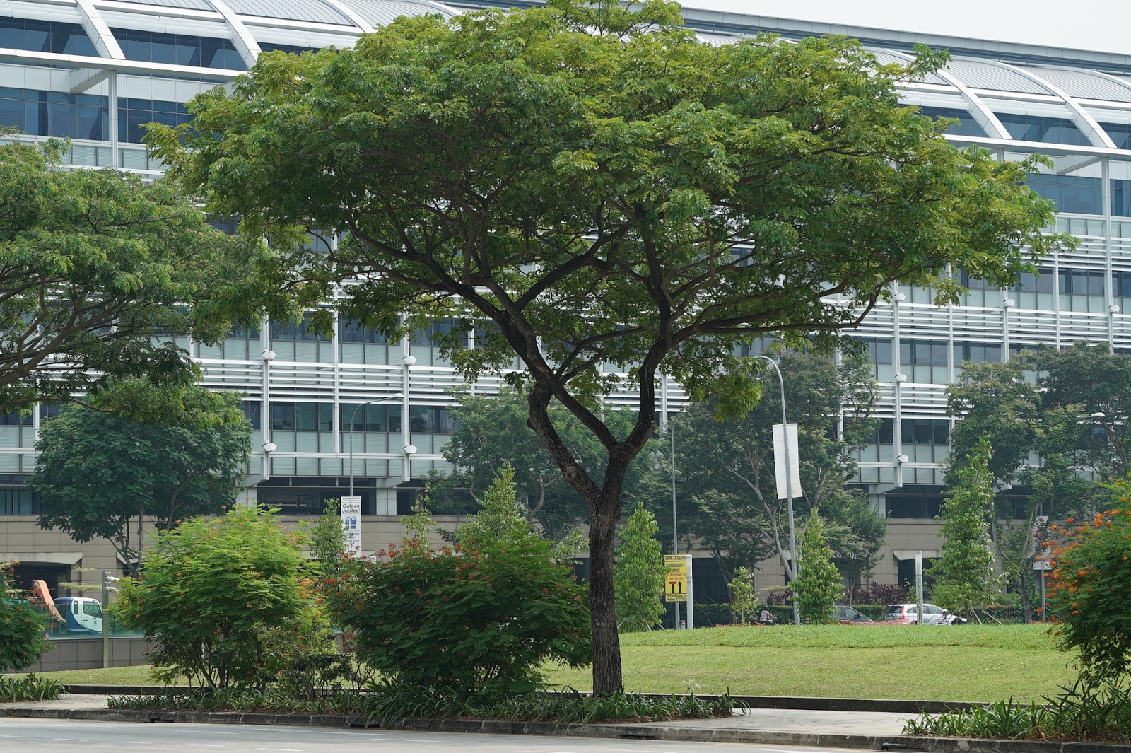 Source Common Trees And Plants In Singapore