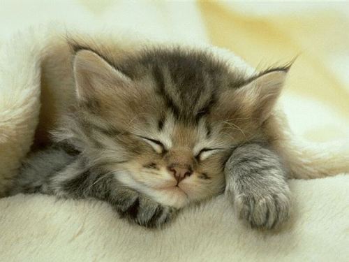 sleeping kittens yummy.