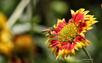 Bee and Flower Wallpaper 6