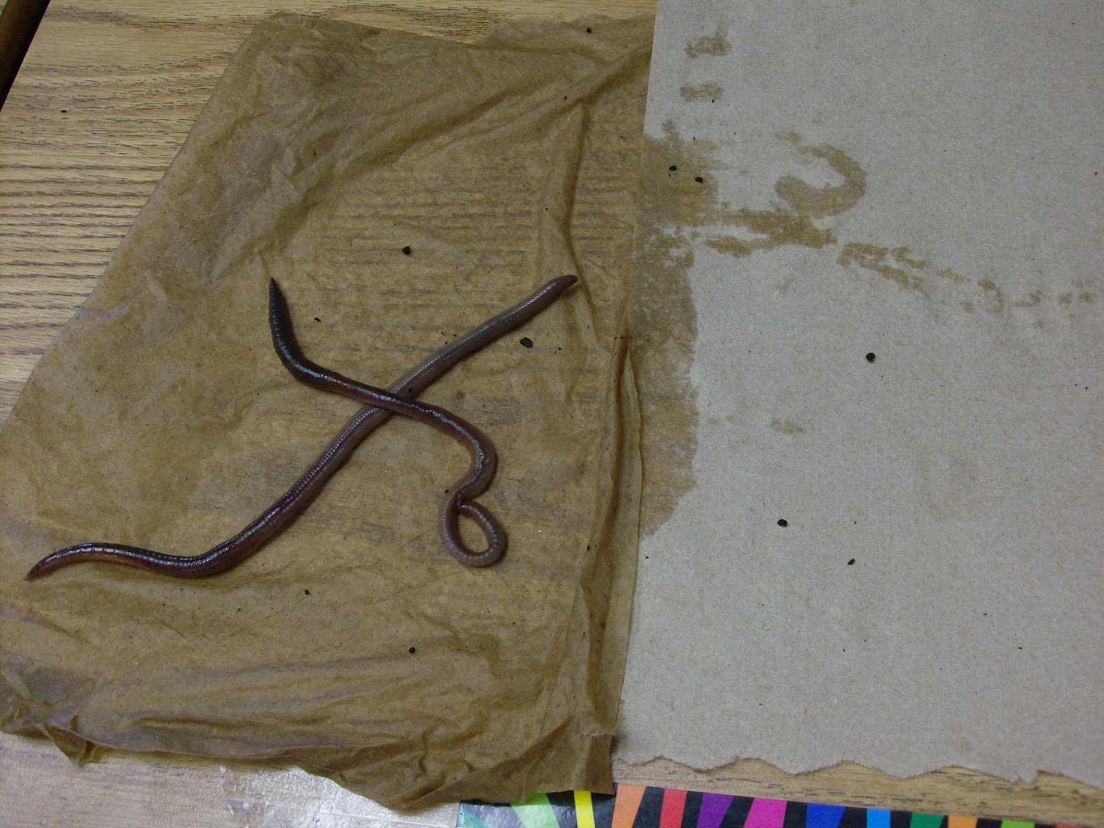 Where Learning is FUN! Whoa! We're digging these WORMS!!!