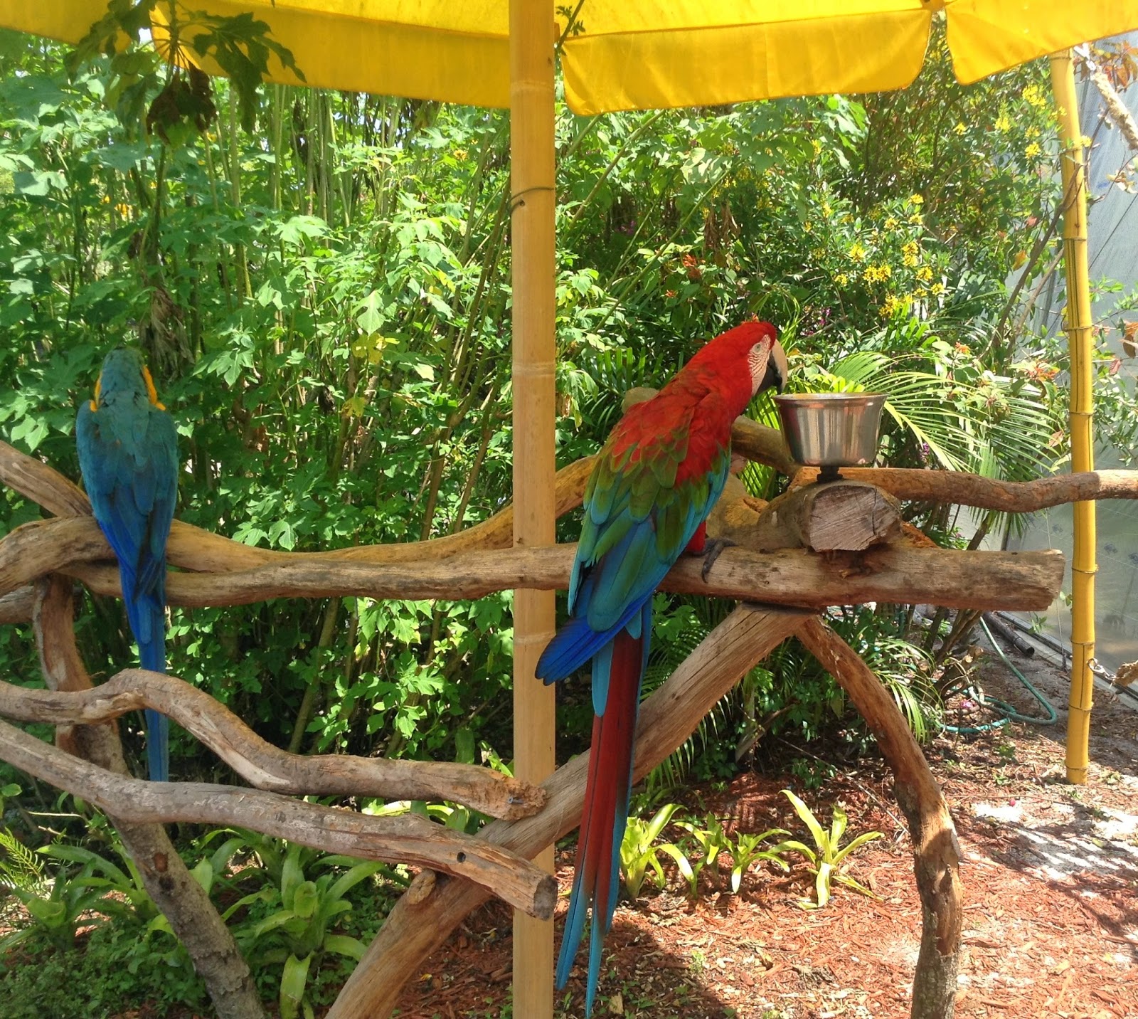 Tuấn Đoan .Butterfly World Fort Lauderdale Florida
