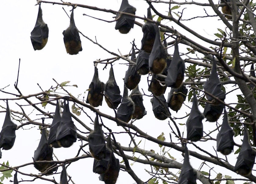 Bats Of Australia