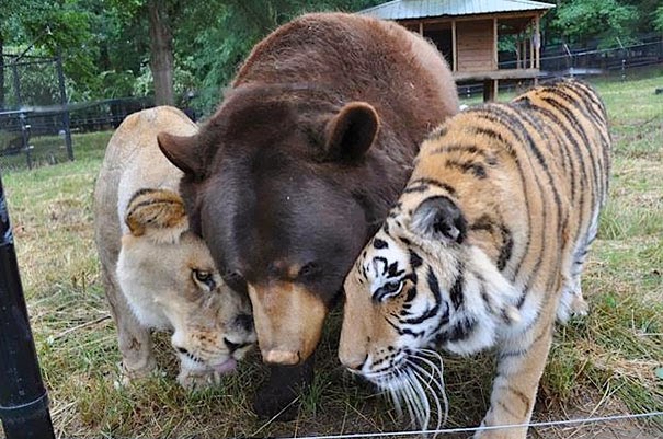 Inusual amistad entre animales de distintas razas