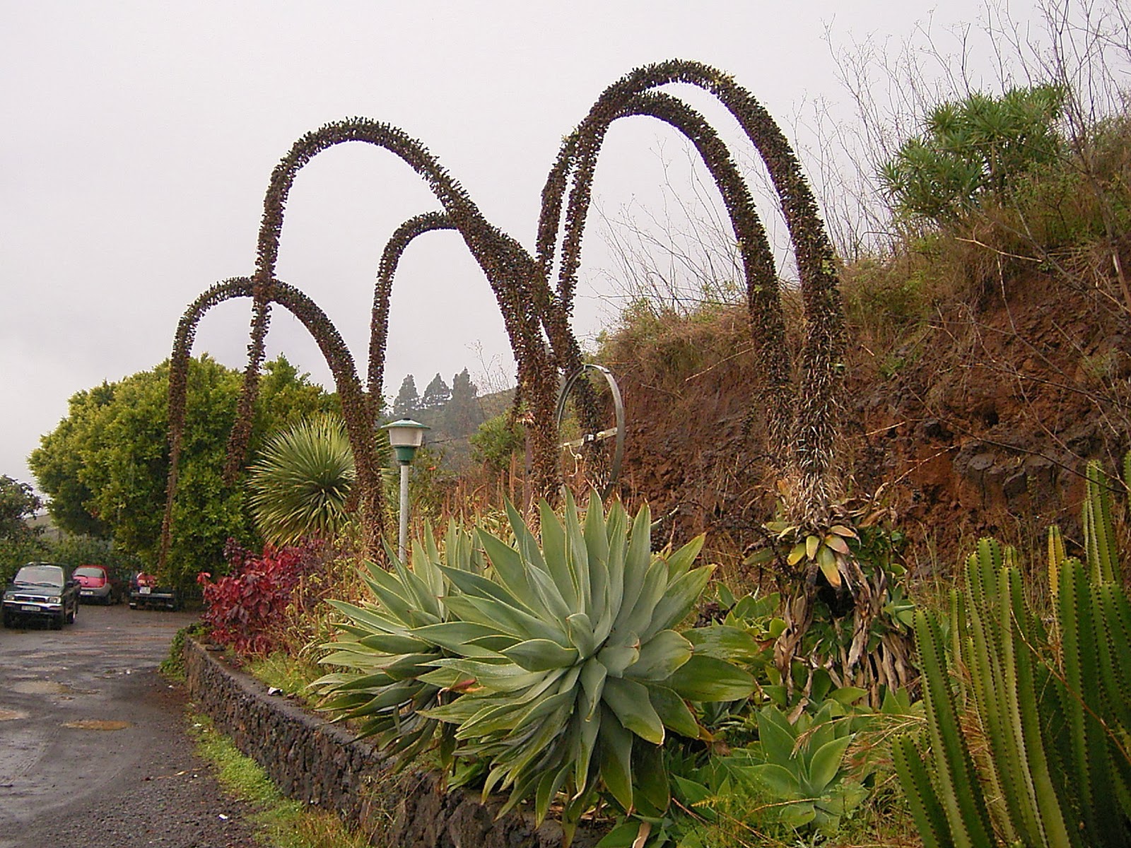 PlantWerkz Lion’s Tail Agave Attenuate