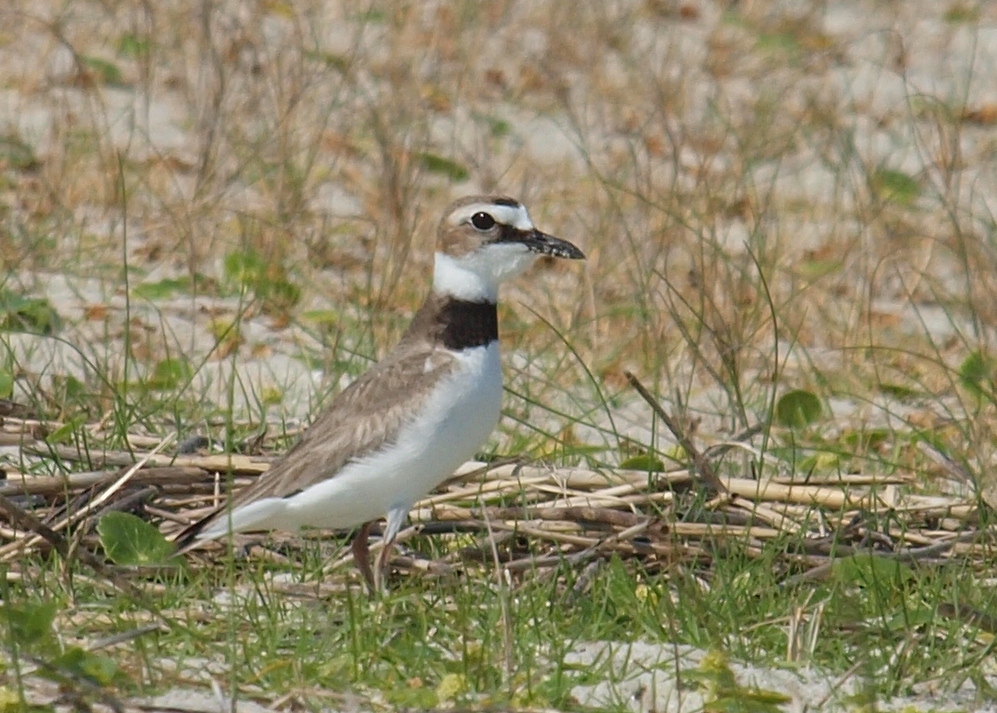 Birding Is Fun! Birding North Carolina's Crystal Coast