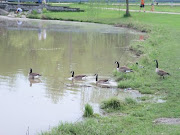 Ducks on the Lake