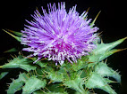 Silybum marianum