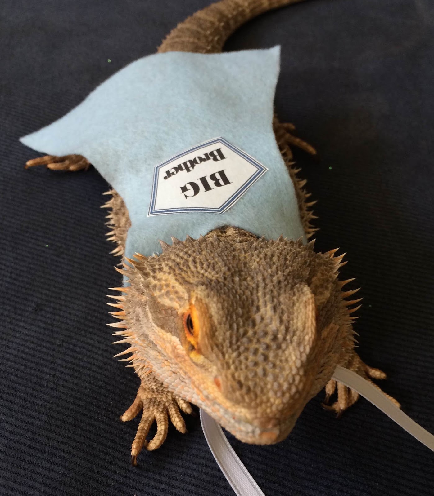 bearded-dragon-costumes