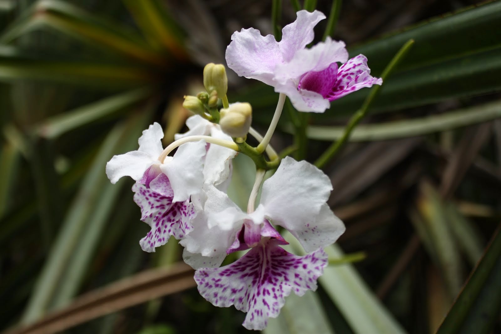 Orchid sp in peat land berbak jambi