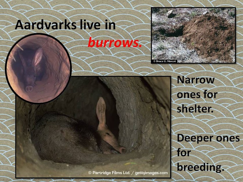 Smarties: Grade 2: The Aardvark Who Wasn't Sure