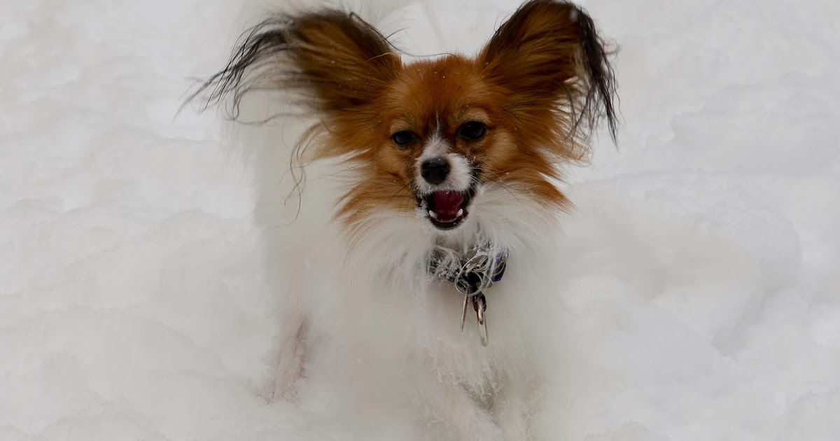 papillon dog 101