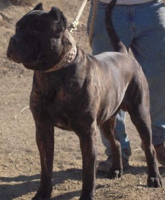 ambullneo mastiff puppy for sale