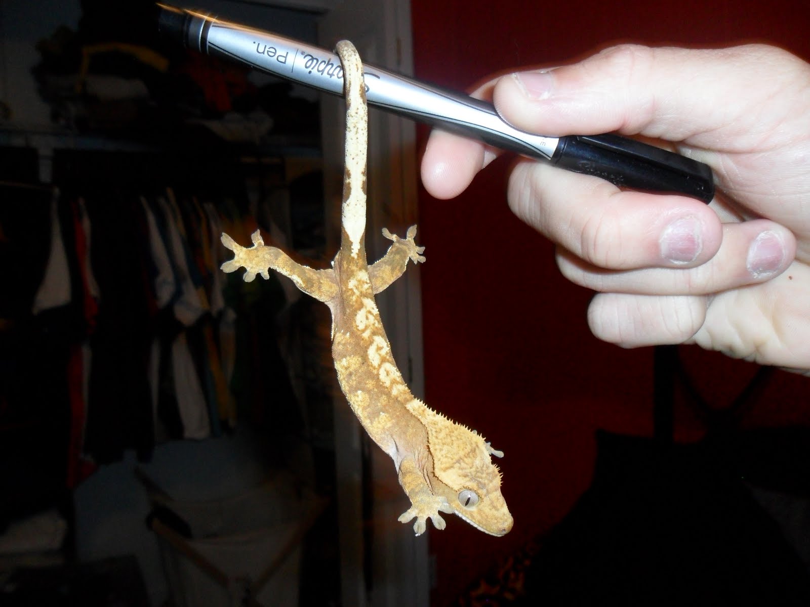 The RhacodactylusGeckos of New Caledonia A Gecko With Five Hands?...