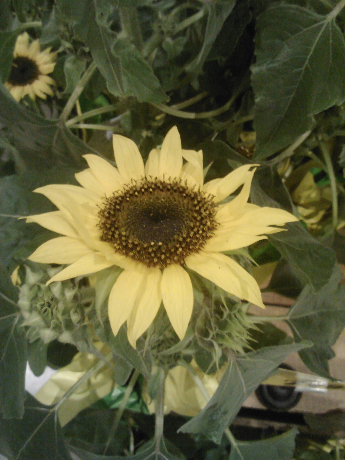 WHS AP Bio 2012 Hingorany Tropism