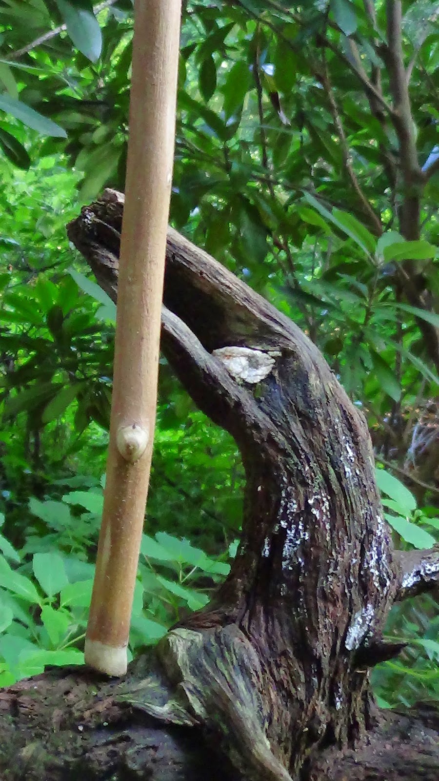 WATERFALL ROAD THE POPLAR WALKING STICK