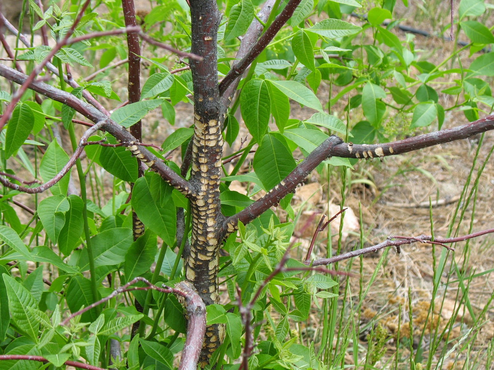 Colorado Mountain Gardener: Holy trees! Sapsucker Damage by Irene Shonle