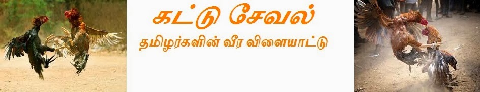                  கட்டு சேவல் - KATTU SEVAL - SANDAI SEVAL - FIGHTING ROOSTER