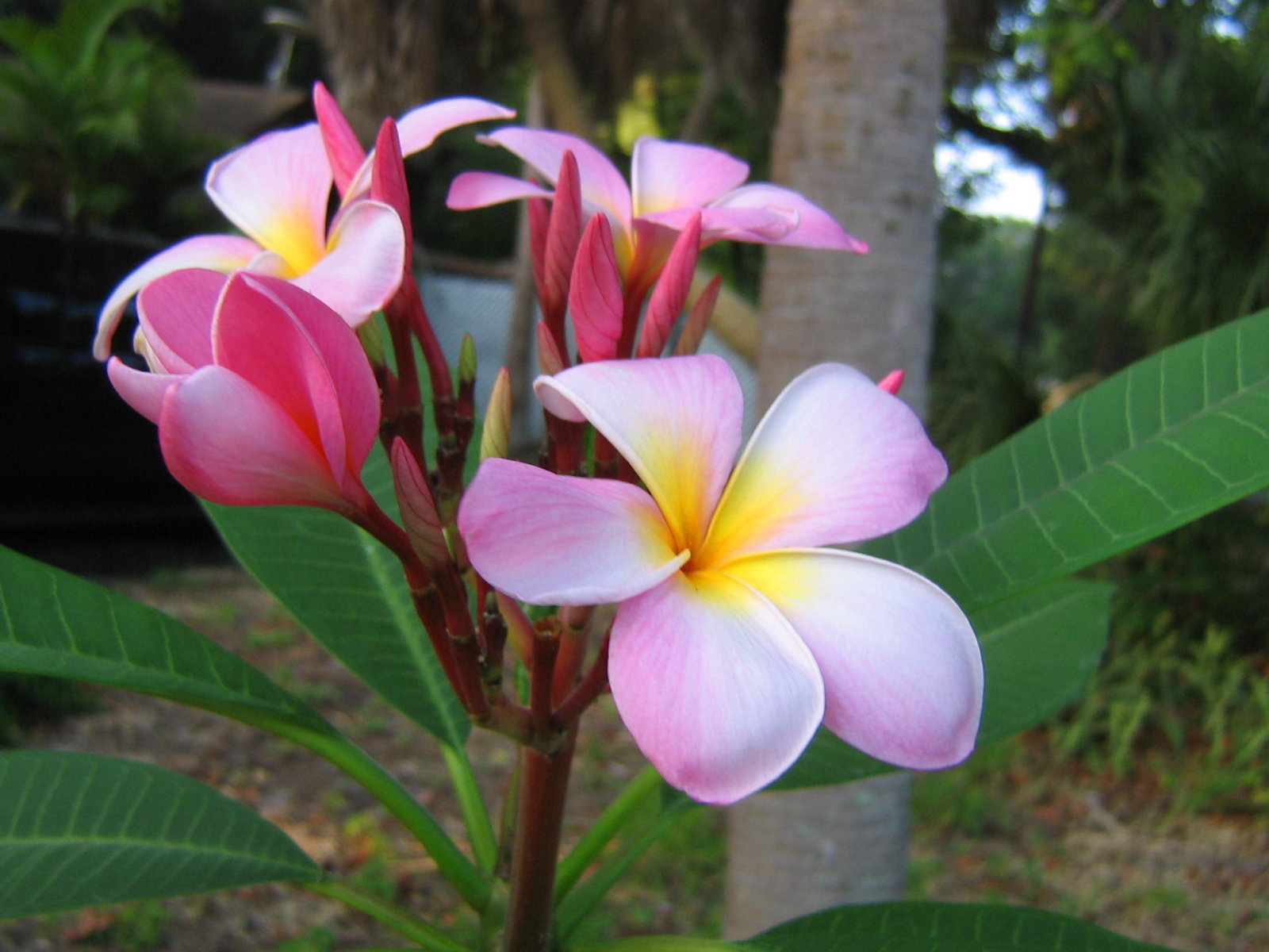 Charming Gardens How To Grow Plumeria