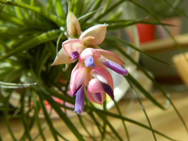 Flowering Tillandsia