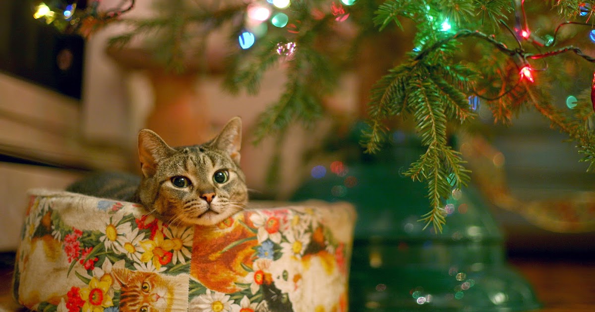 The Glass Character Christmas Cats