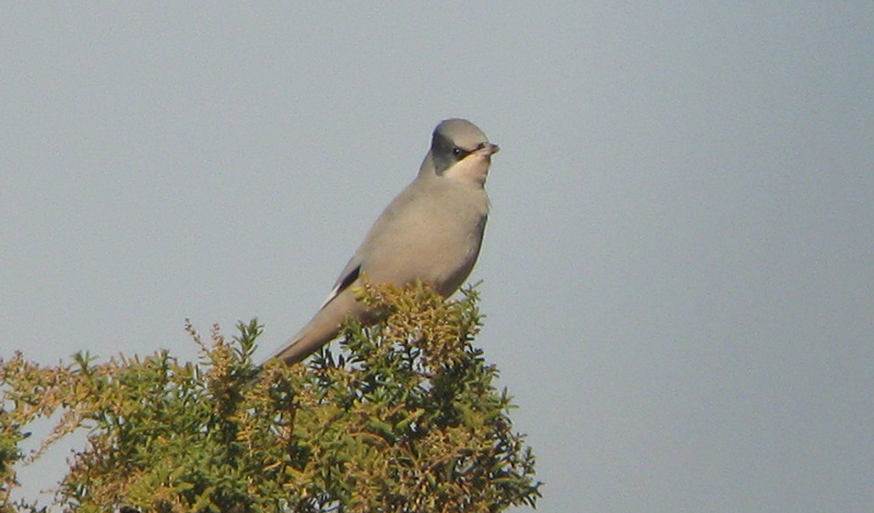 Birds In Israel