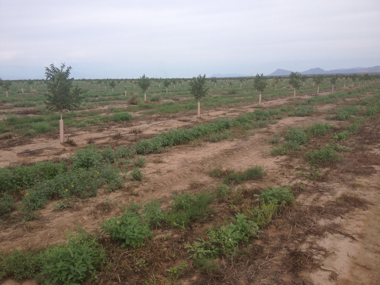 Growing Pecan Orchards in Southeastern Arizona