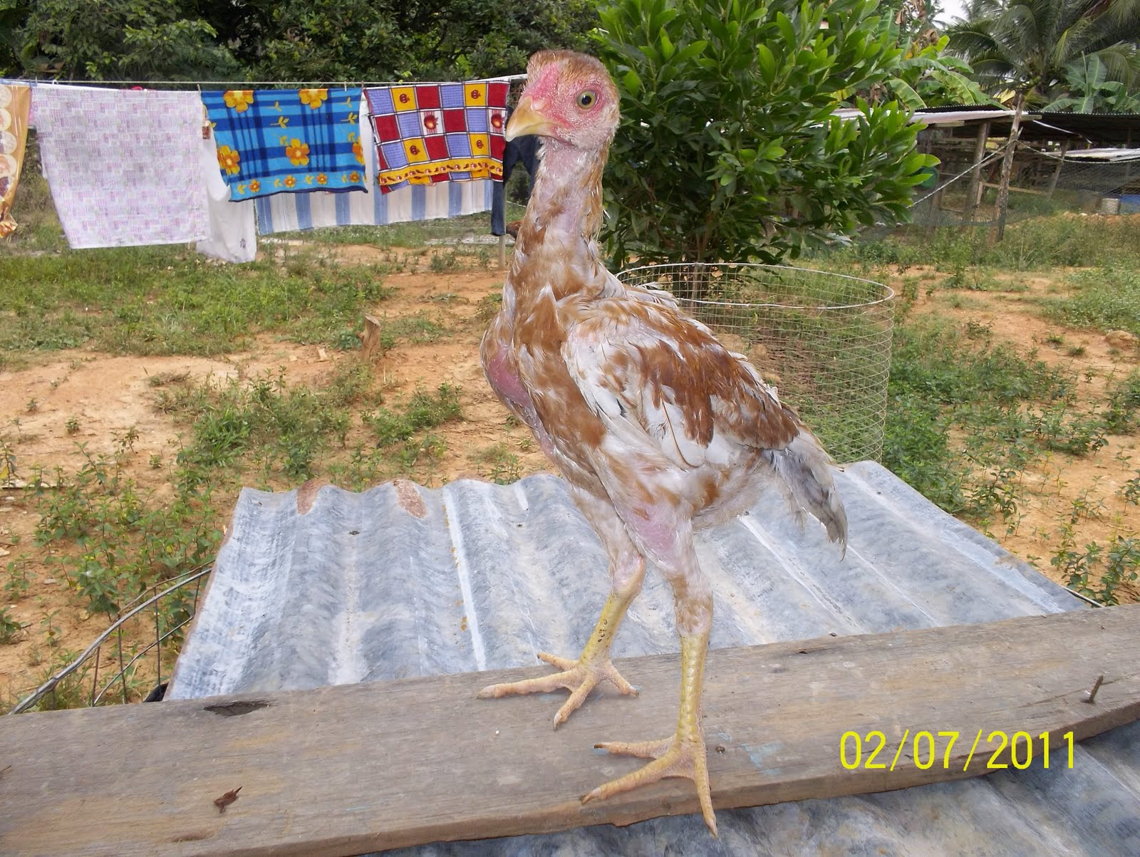 Ayam Laga Thailand
