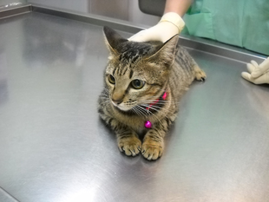 One female cat spayed, another spared « AnimalCare