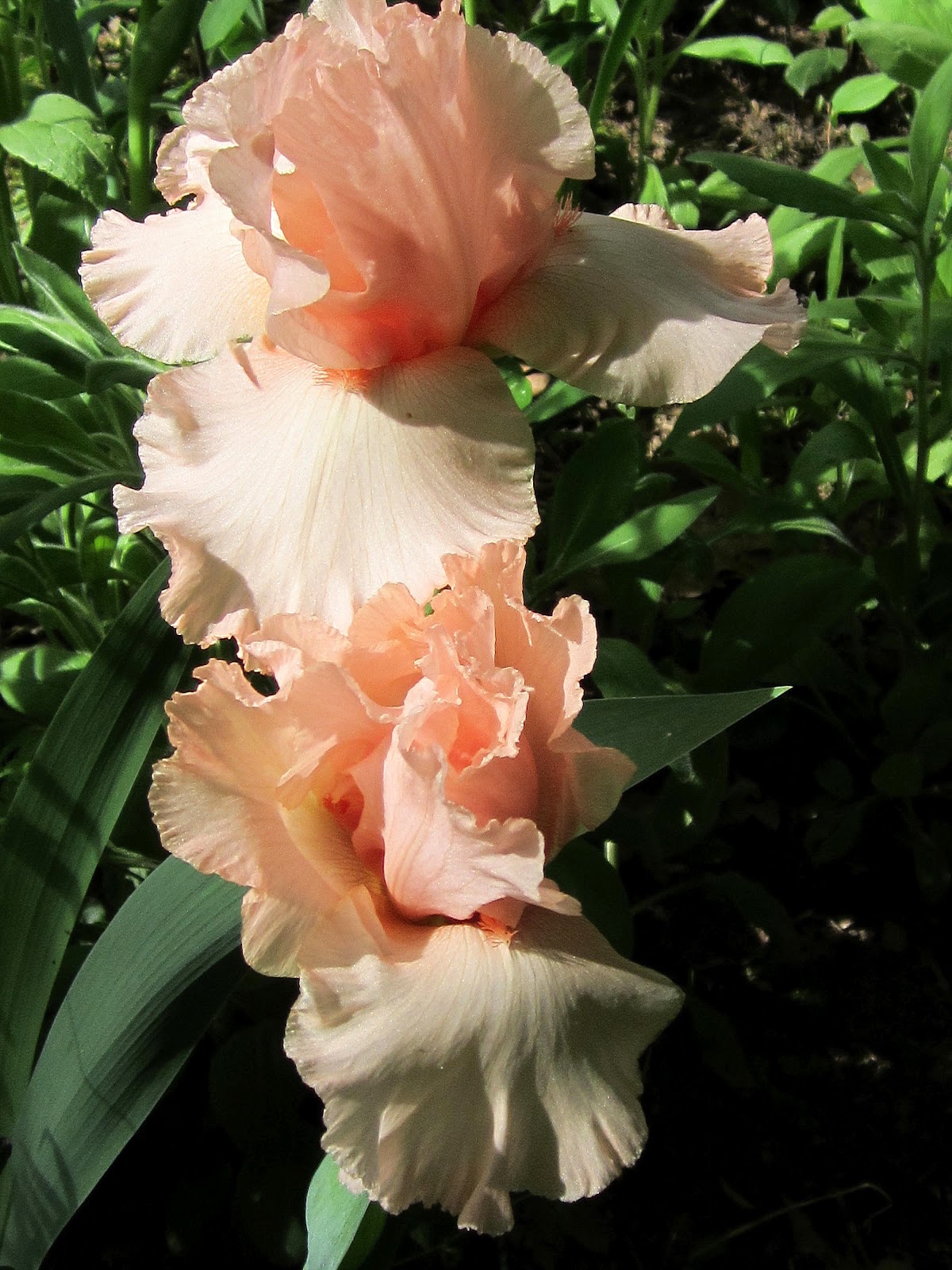 A Hocking Hill's Garden: A Rainbow of Irises