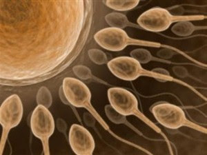 Cientistas desenvolvem esperma (sêmen) em laboratório