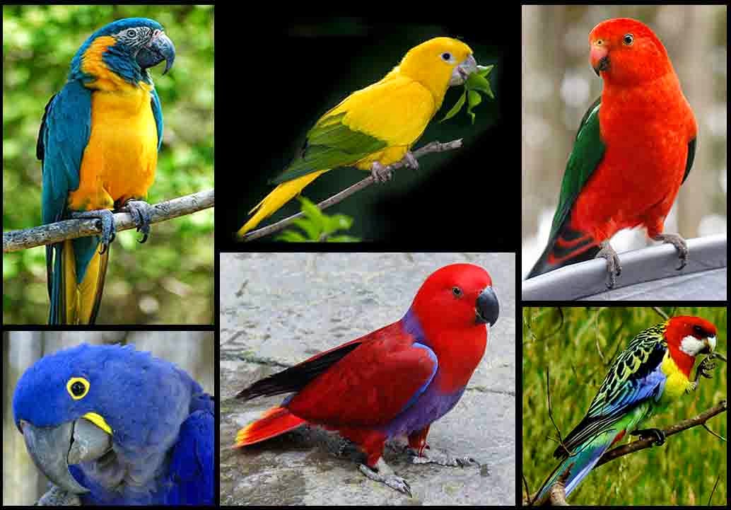 Kumpulan Aneka Macam Burung Kicau Warna Warni Foto Burung Kicau