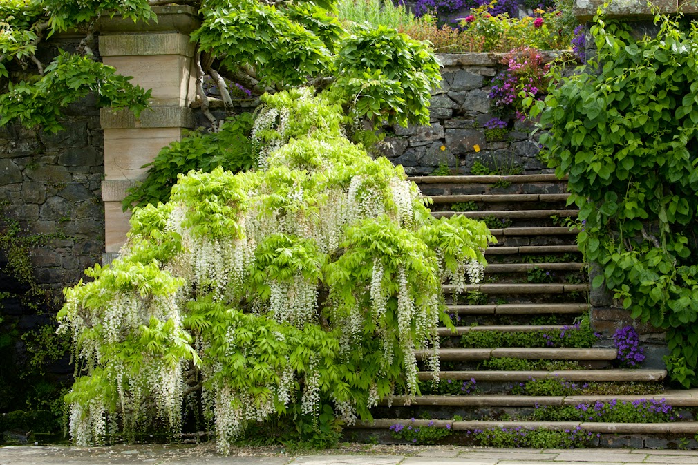 E Garden Vanilla Strawberry Hydrangea Flower Seed Price In India