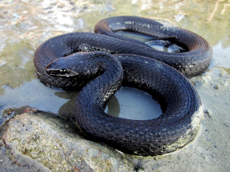 Ερπετά και αμφίβια της Κύπρου Reptiles and amphibians of Cyprus by