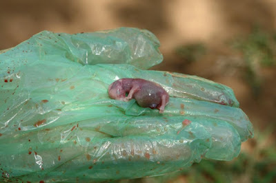 rhino pregnancy period rhino pregnancy period
