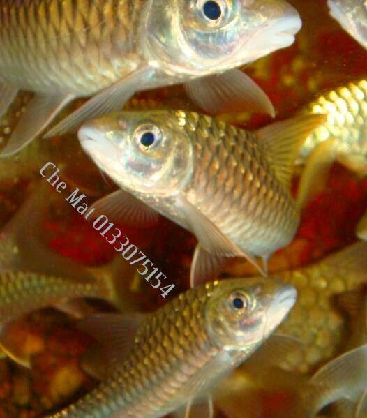 Ikan Kelah Bara Lipan Kelah Bara Lipan