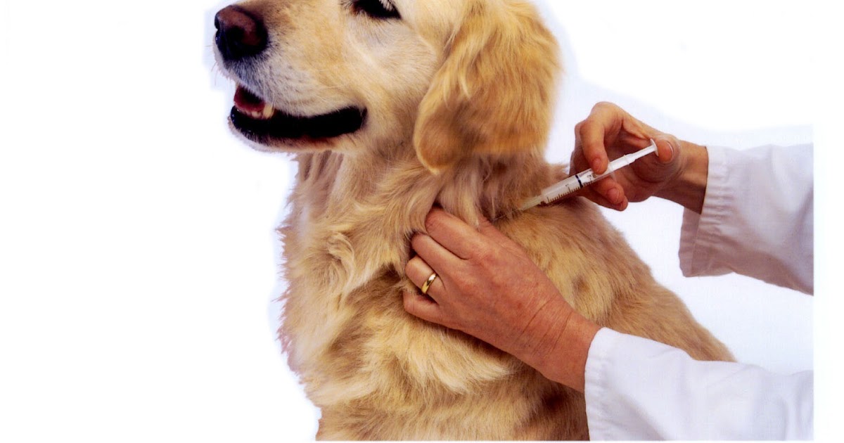 Woodland View Luxury Boarding Kennels Vaccinations What