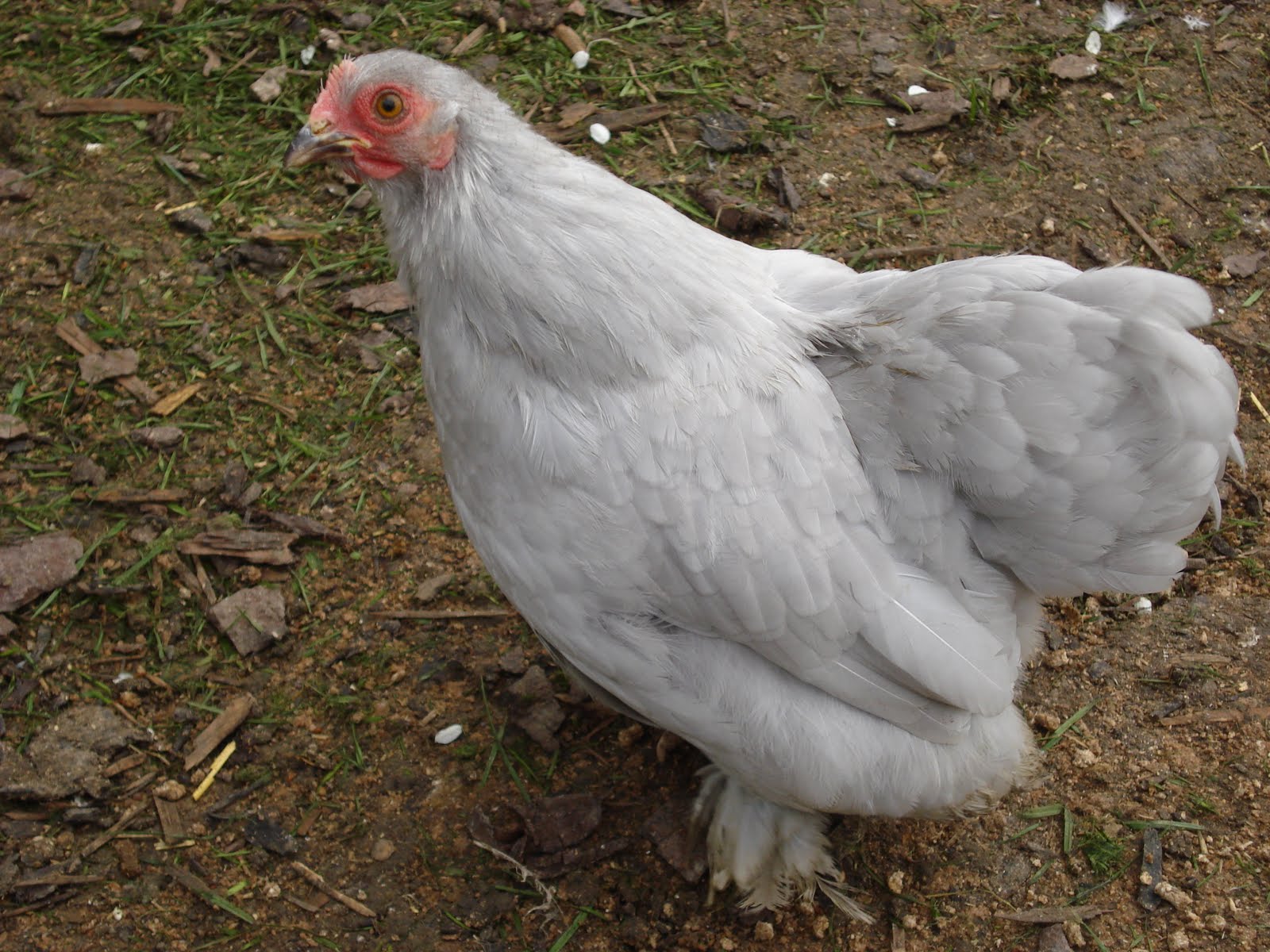 Lavender Pekin Bantams