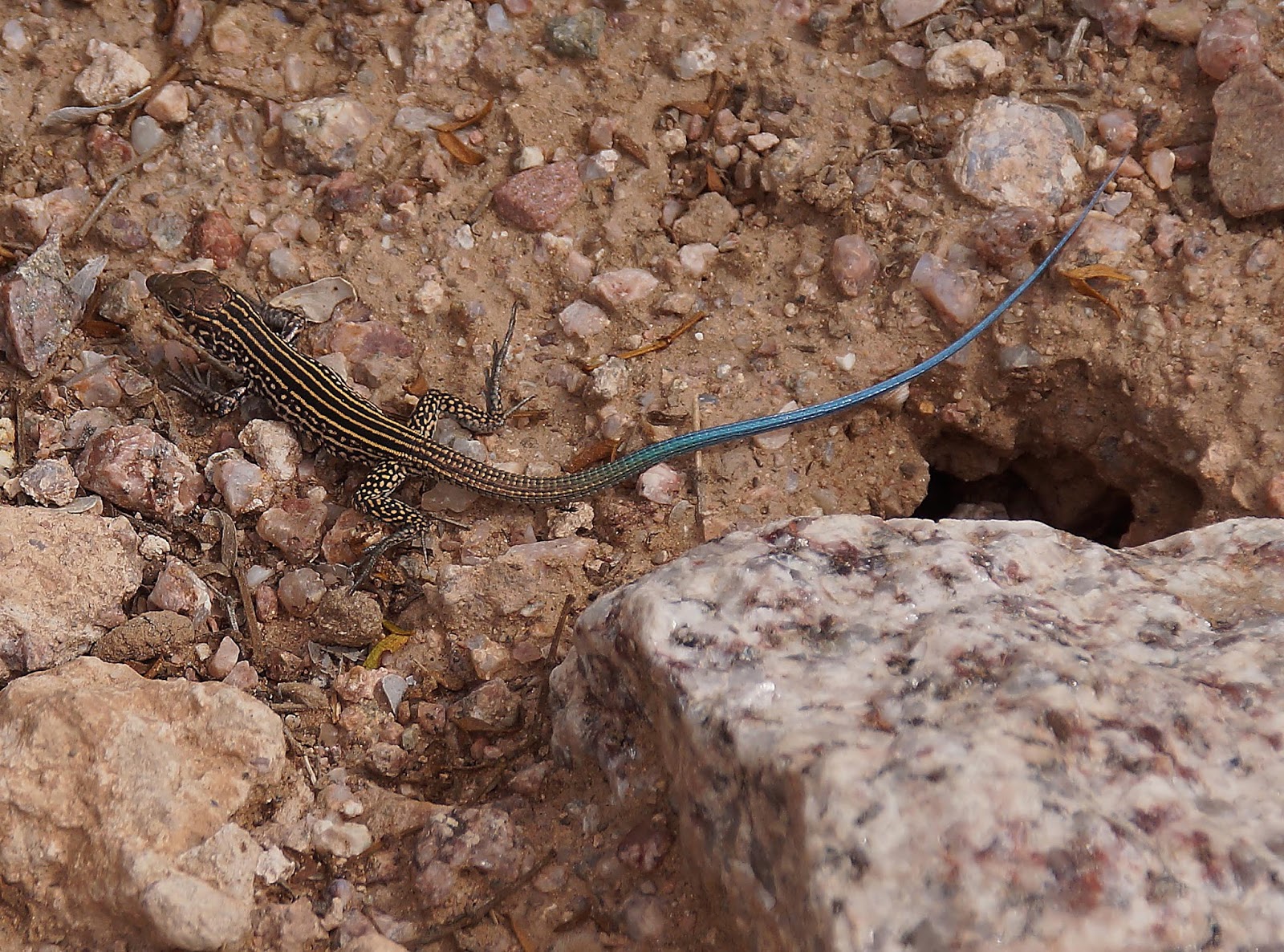 Four Things About The Phoenix Desert Botanical Garden